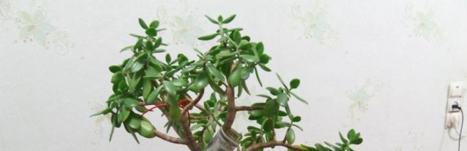 Money tree: how to plant a sprout or transplant a tree in another pot, how to prune?