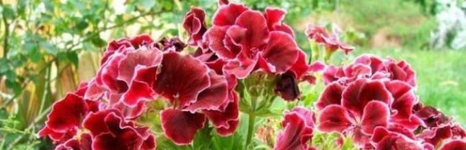 How to grow geranium at home from seed