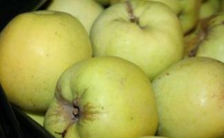 Ako zrolovať jablkový džús?