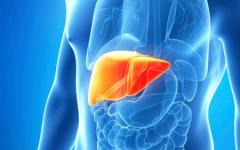Fatty liver: symptoms, treatment and prevention