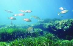 O papel das algas na natureza
