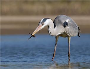 Kulrang qoraquloq (Ardea cinerea)