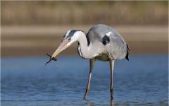 Kulrang qoraquloq (Ardea cinerea)