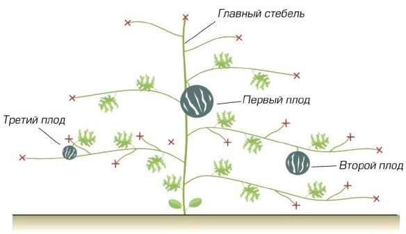 Схема формирование дыни в теплице схема