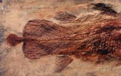 Celacanto - um peixe celacanto 