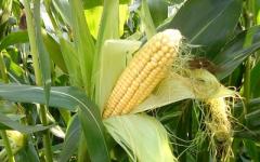 Corn: characteristics, types, description, biological features Plant with leaves like corn