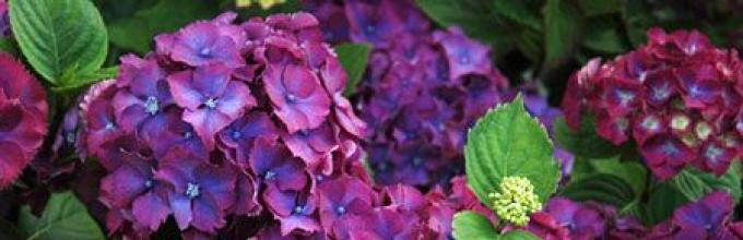 Vrijednost cvijeća hortenzija