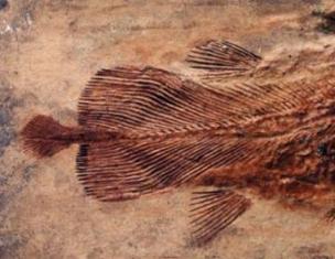 Coelacanth - tirik 
