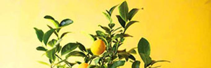 Comment faire pousser un citron de la pierre à la maison