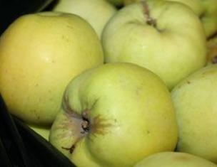 كيفية نشمر عصير التفاح؟
