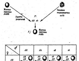 Реферат: Генная и клеточная инженерия