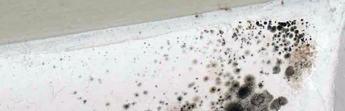 Black mold in the house: why it is dangerous for your health