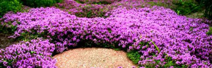 Тимьян пурпурный ковер выращивание из семян фото