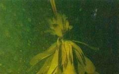 Seaweed: benefits and harms